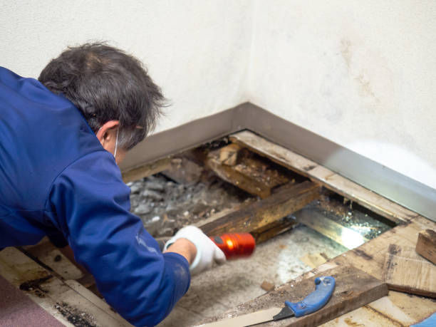 Best Same-Day Mold Removal  in Oak Hills, CA