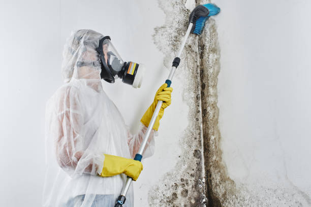 Mold Removal Process in Oak Hills, CA