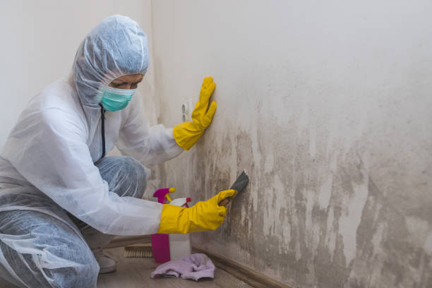Best Local Mold Removal Service  in Oak Hills, CA