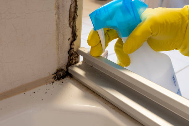 Best Mold Remediation  in Oak Hills, CA