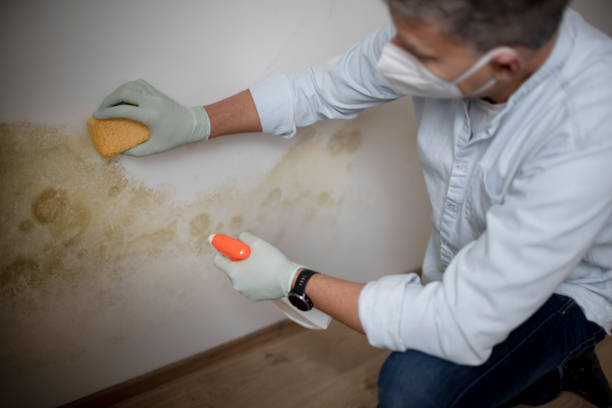 Best Mold Removal Near Me  in Oak Hills, CA