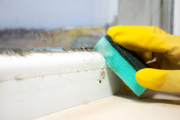 Trusted Oak Hills, CA Mold Removal Experts