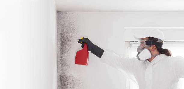 Best Toxic Mold Removal  in Oak Hills, CA