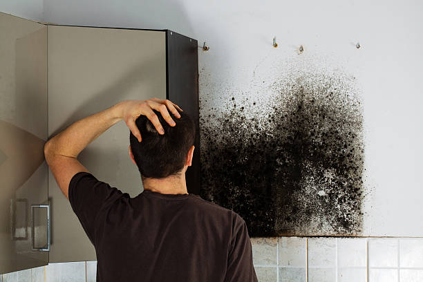 Best Black Mold Removal  in Oak Hills, CA