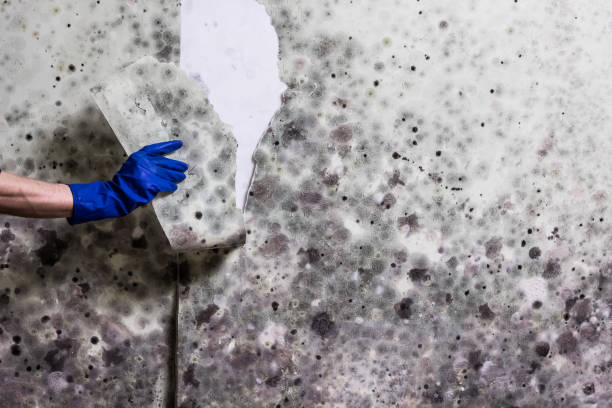 Best Commercial Mold Removal  in Oak Hills, CA