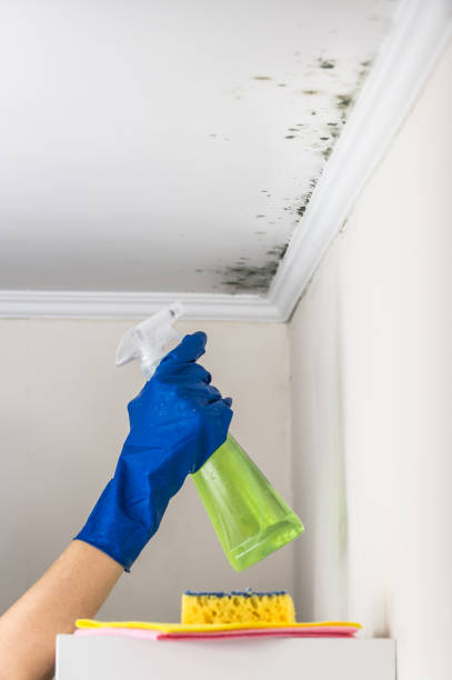 Best Mold Testing  in Oak Hills, CA